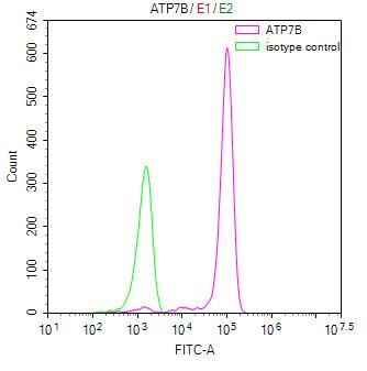 Overlay Peak curve showing Hela cells stained with CSB-RA002415MA1HU (red line) at 1:100. Then 10% normal goat serum was Incubated to block non-specific protein-protein interactions followed by the antibody (1microg/1*106cells) for 45 min at 4°C. The secondary antibody used was FITC-conjugated Goat Anti-Rabbit IgG(H+L) at 1/200 dilution for 35 min at 4°C. Isotype control antibody (green line) was mouse IgG1 (1microg/1*106cells) used under the same conditions. Acquisition of >10,000 events was performed.