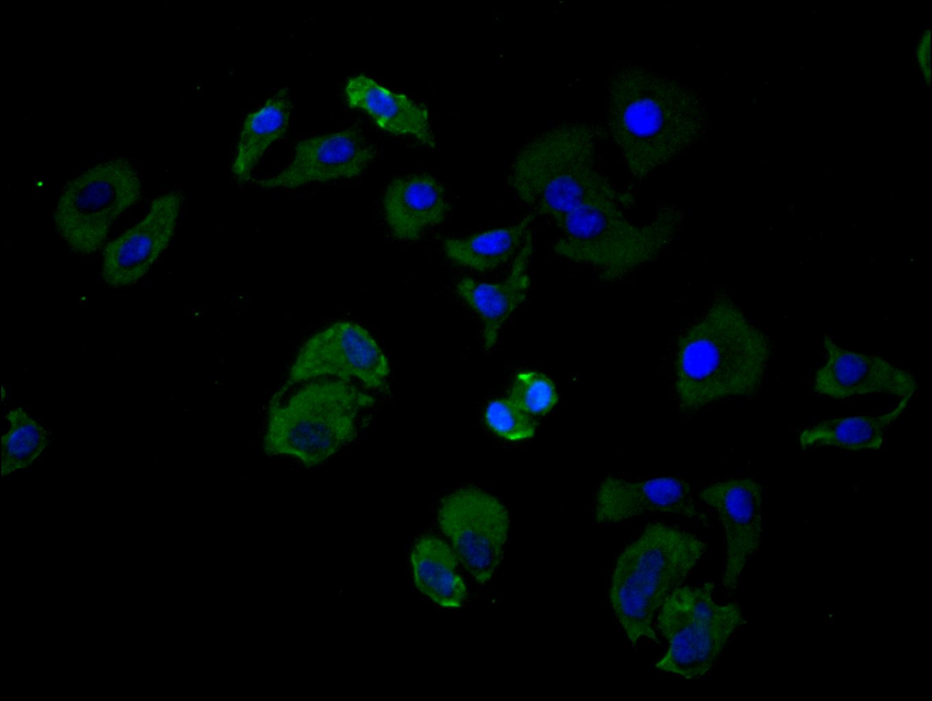 Immunofluorescence staining of Hela cell with CSB-RA004888MA2HU at 1:25, counter-stained with DAPI. The cells were fixed in 4% formaldehyde and blocked in 10% normal Goat Serum. The cells were then incubated with the antibody overnight at 4C. The secondary antibody was FITC-conjugated AffiniPure Goat Anti-Human IgG(H+L).