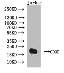 Western Blot Positive WB detected in: Jurkat whole cell lysate All lanes: CD3D antibody at 1:1000 Secondary Goat polyclonal to human IgG at 1/50000 dilution Predicted band size: 19 kDa Observed band size: 19 kDa