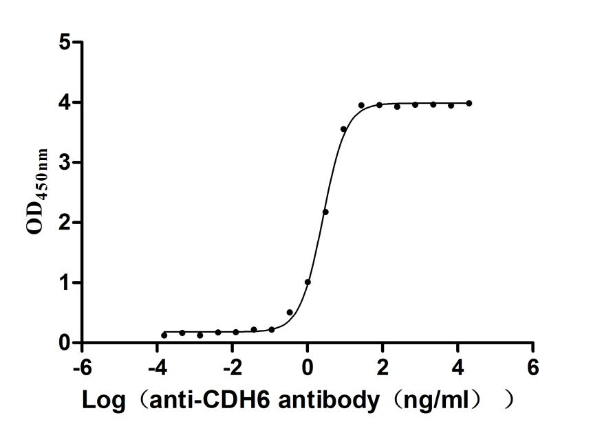 The Binding Activity of Human CDH6 with Anti-CDH6 Recombinant Antibody Activity: Measured by its binding ability in a functional ELISA. Immobilized Human CDH6 (CSB-MP005055HU1) at 2 microg/mL can bind Anti-CDH6 recombinant antibody. The EC50 is 2.421-2.802 ng/mL.