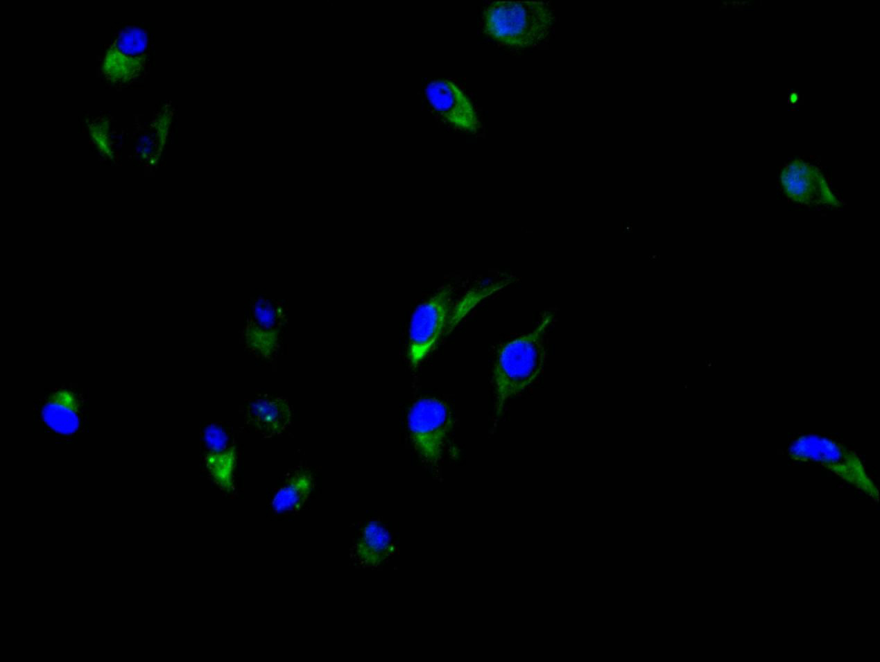 Immunofluorescence staining of Hela cell with CSB-RA005165MA3HU at 1:150, counter-stained with DAPI. The cells were fixed in 4% formaldehyde and blocked in 10% normal Goat Serum. The cells were then incubated with the antibody overnight at 4C. The secondary antibody was FITC-conjugated AffiniPure Goat Anti-human IgG(H+L).