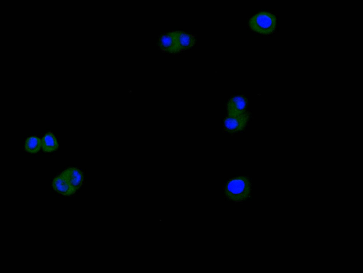 Immunofluorescence staining of Hela cell with CSB-RA006169MA1HU at 1:200, counter-stained with DAPI. The cells were fixed in 4% formaldehyde and blocked in 10% normal Goat Serum. The cells were then incubated with the antibody overnight at 4C. The secondary antibody was Alexa Fluor 488-congugated AffiniPure Goat Anti-rabbit IgG(H+L).