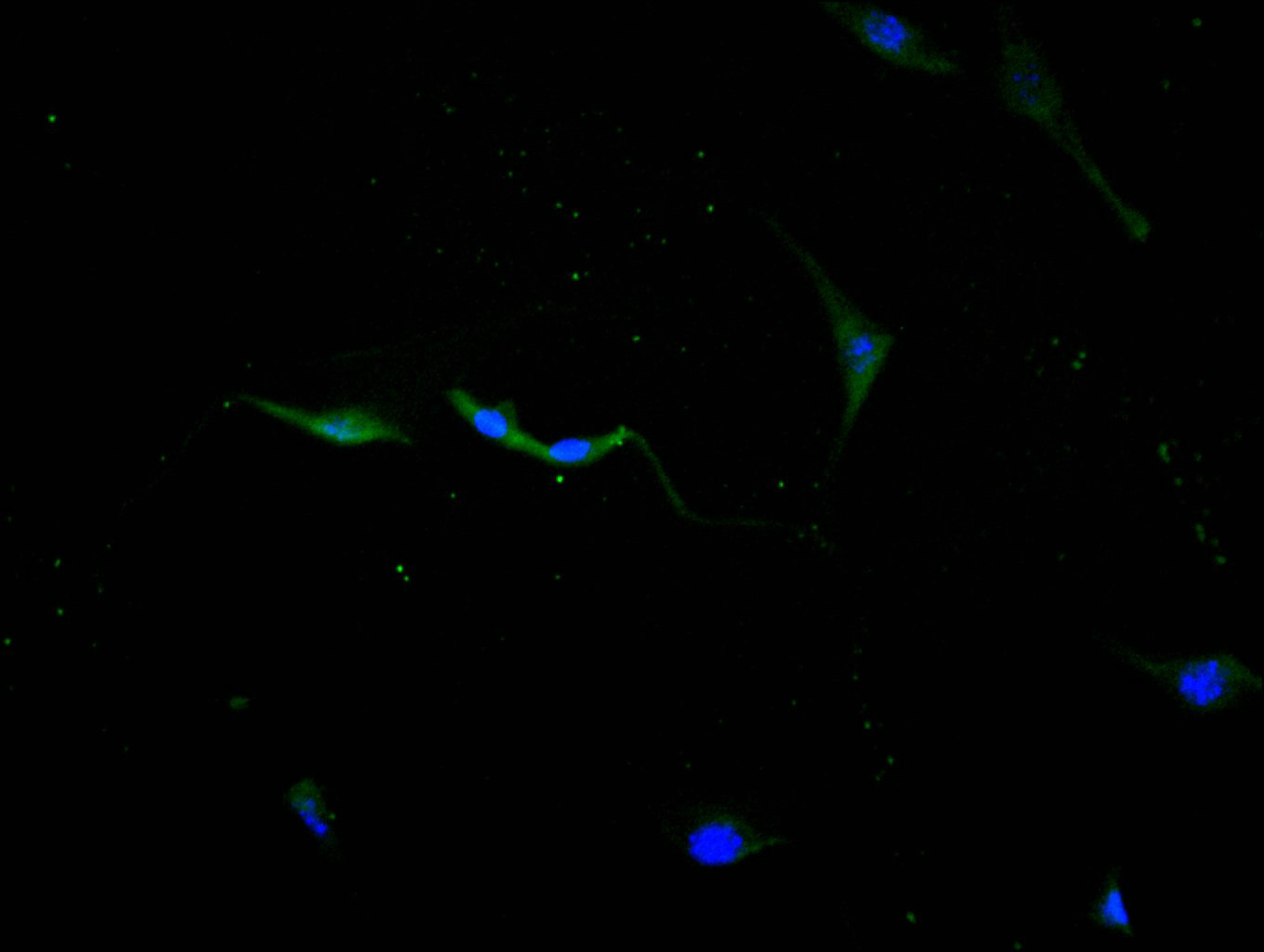 Immunofluorescence staining of NIH/3T3 cell with CSB-RA006193MA1HU at 1:10, counter-stained with DAPI. The cells were fixed in 4% formaldehyde and blocked in 10% normal Goat Serum. The cells were then incubated with the antibody overnight at 4C. The secondary antibody was FITC-conjugated AffiniPure Goat Anti-Mouse IgG(H+L).