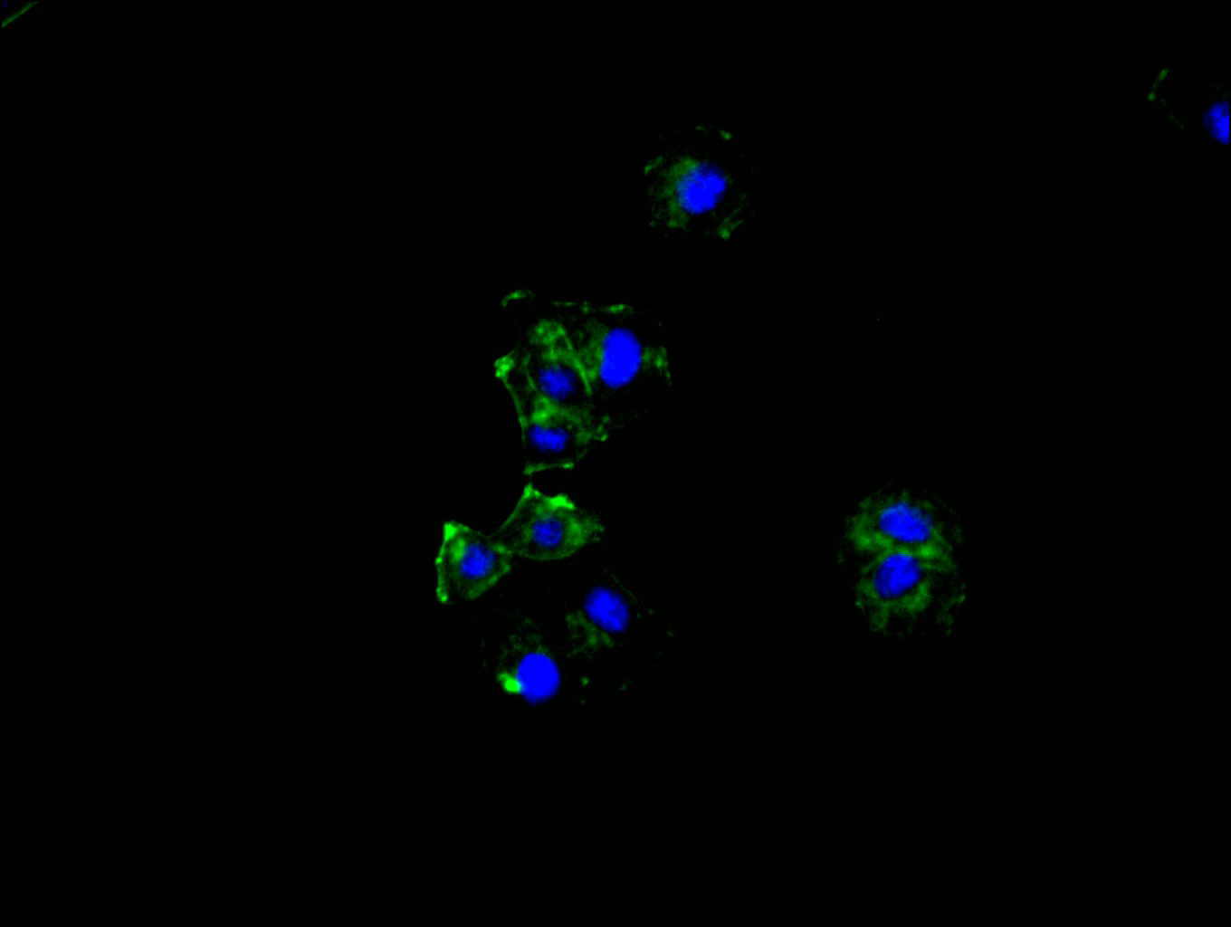 Immunofluorescence staining of hela cell with CSB-RA009965MA1HU at 1:50, counter-stained with DAPI. The cells were fixed in 4% formaldehyde and blocked in 10% normal Goat Serum. The cells were then incubated with the antibody overnight at 4C. The secondary antibody was FITC-conjugated AffiniPure Goat Anti-Rabbit IgG(H+L).