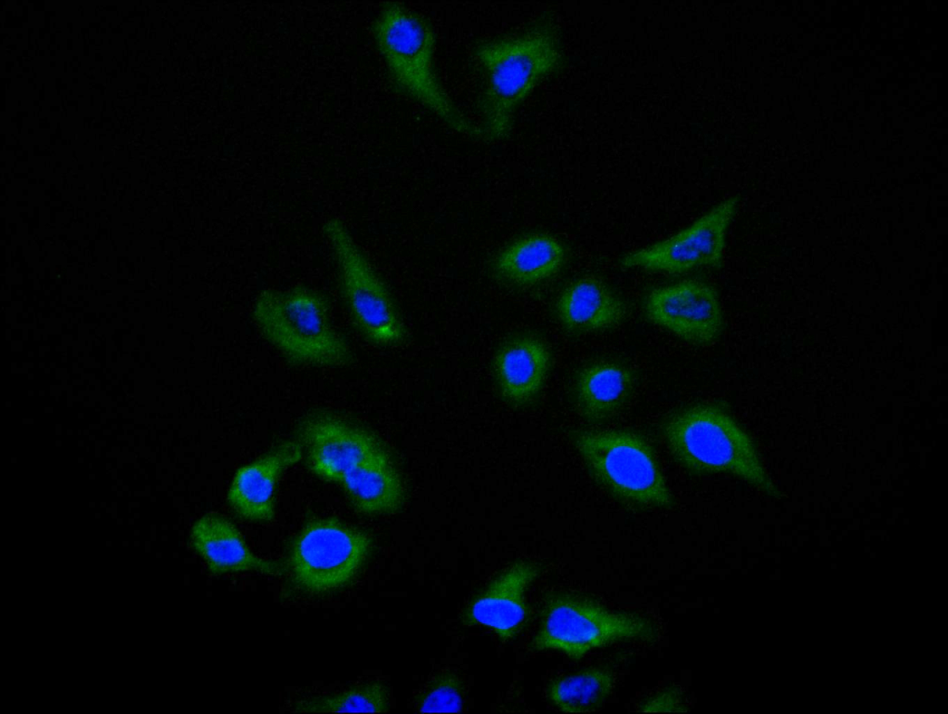 Immunofluorescence staining of Hela cell with CSB-RA010145MA1HU at 1:150, counter-stained with DAPI. The cells were fixed in 4% formaldehyde and blocked in 10% normal Goat Serum. The cells were then incubated with the antibody overnight at 4C. The secondary antibody was FITC-conjugated AffiniPure Goat Anti-Human IgG(H+L).