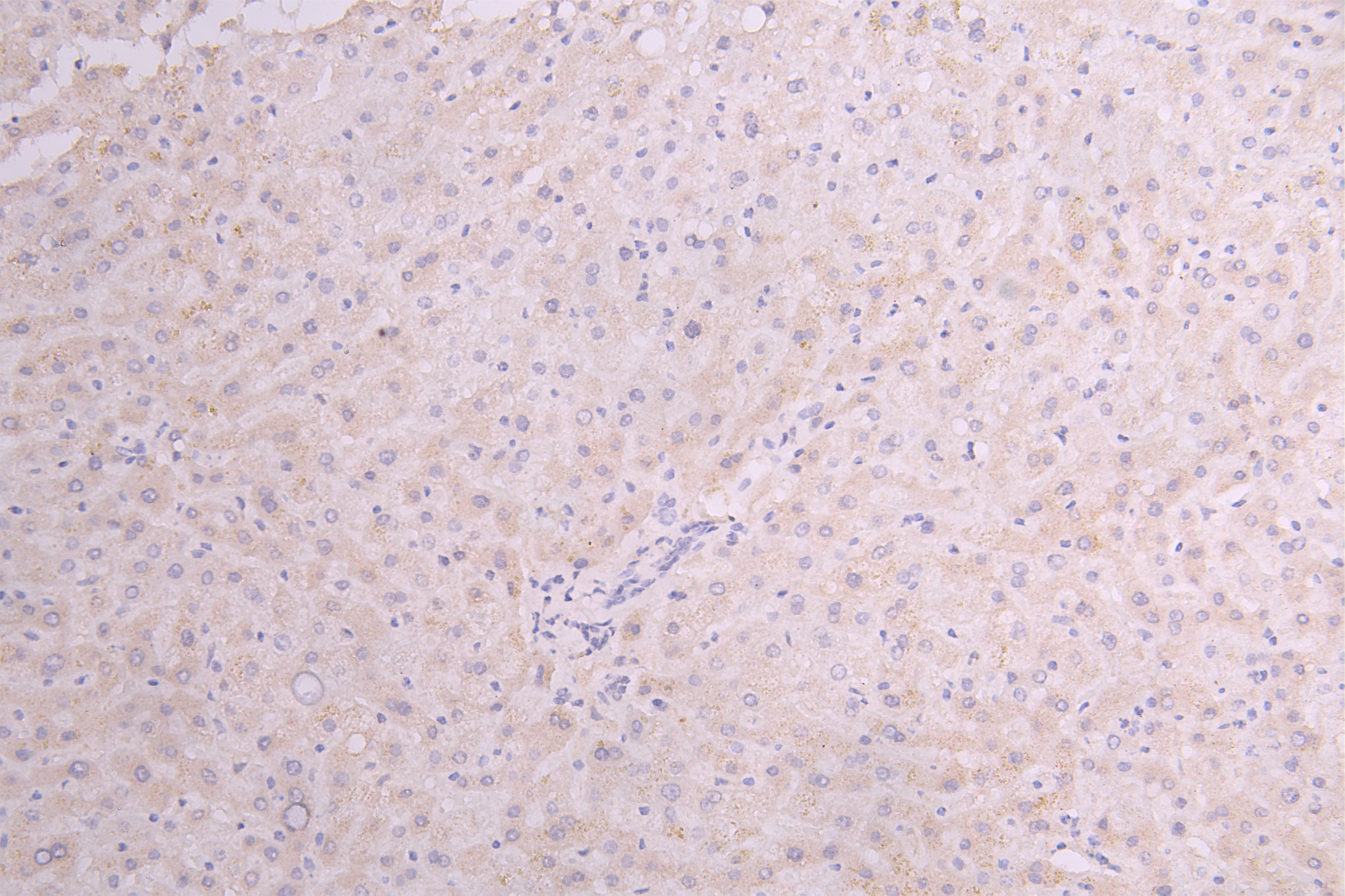 IHC image of CSB-RA010327MA1HU diluted at 1:100 and staining in paraffin-embedded human Liver tissue performed on a Leica BondTM system. After dewaxing and hydration, antigen retrieval was mediated by high pressure in a citrate buffer (pH 6.0). Section was blocked with 10% normal goat serum 30min at RT. Then primary antibody (1% BSA) was incubated at 4°C overnight. The primary is detected by a Goat anti-Human IgG labeled by HRP and visualized using 0.05% DAB.