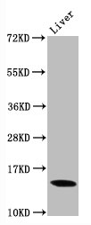 Western Blot Positive WB detected in Mouse liver tissue All lanes Di-methyl-Histone H3.1(K9)antibody at 0.9microg/ml Secondary Goat polyclonal to rabbit IgG at 1/50000 dilution Predicted band size: 15 KDa Observed band size: 15 KDa