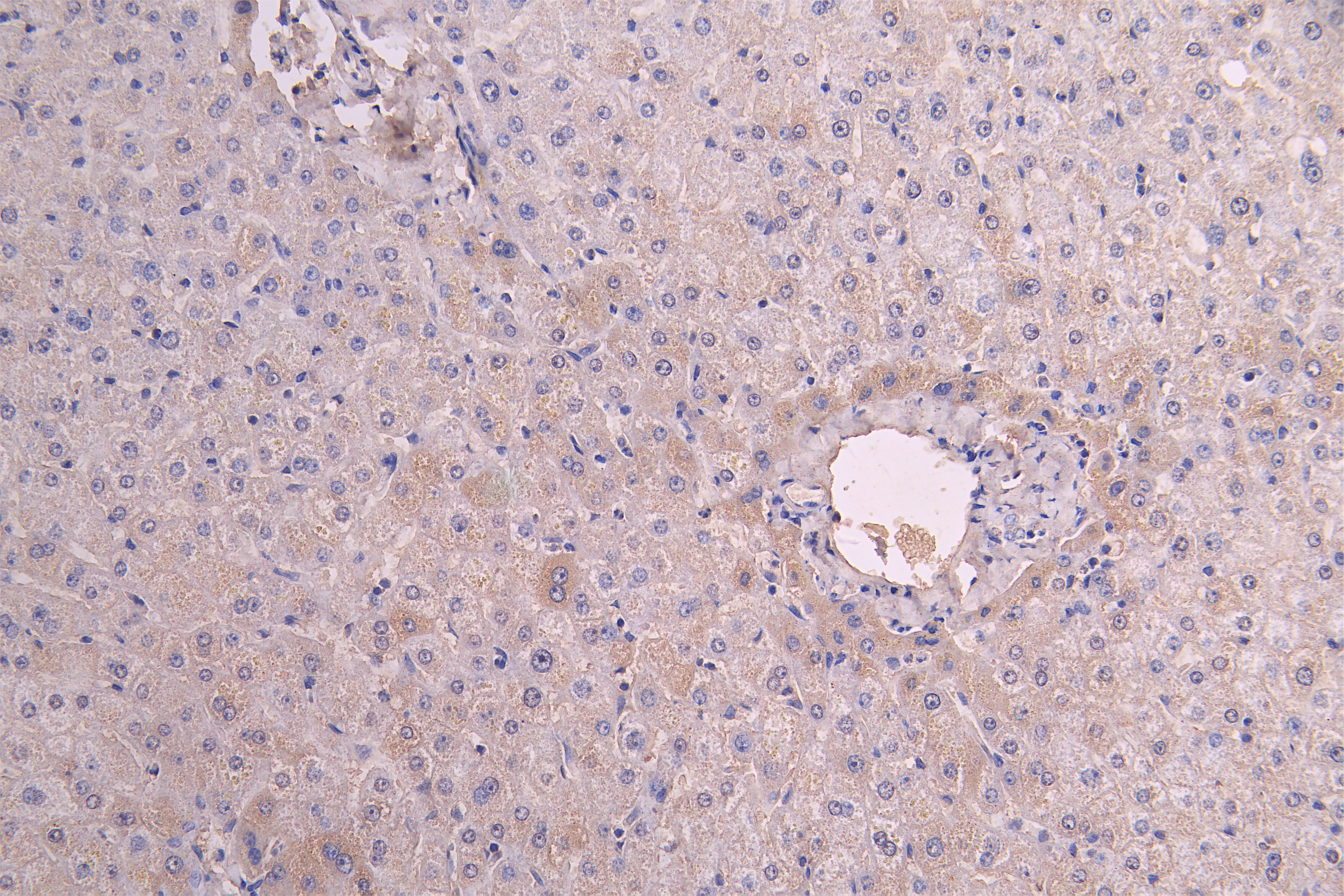 IHC image of CSB-RA011591MA1HU diluted at 1:200 and staining in paraffin-embedded human liver tissue performed on a Leica BondTM system. After dewaxing and hydration, antigen retrieval was mediated by high pressure in a citrate buffer (pH 6.0). Section was blocked with 10% normal goat serum 30min at RT. Then primary antibody (1% BSA) was incubated at 4°C overnight. The primary is detected by a Goat anti-human polymer IgG labeled by HRP and visualized using 0.05% DAB.