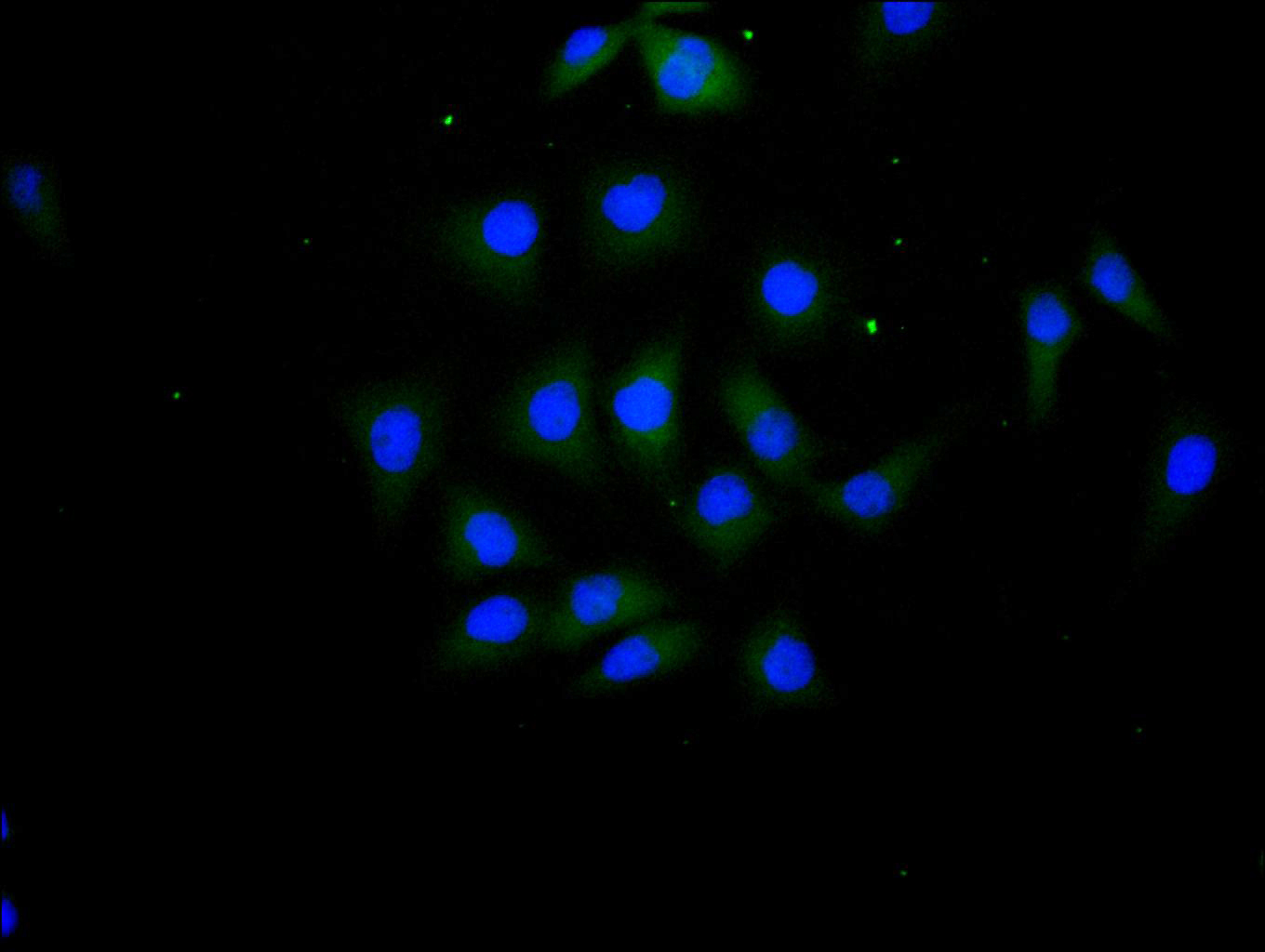 Immunofluorescence staining of MCF7 cell with CSB-RA011593MA1HU at 1:100, counter-stained with DAPI. The cells were fixed in 4% formaldehyde and blocked in 10% normal Goat Serum. The cells were then incubated with the antibody overnight at 4C. The secondary antibody was FITC-conjugated AffiniPure Goat Anti-Human IgG(H+L).