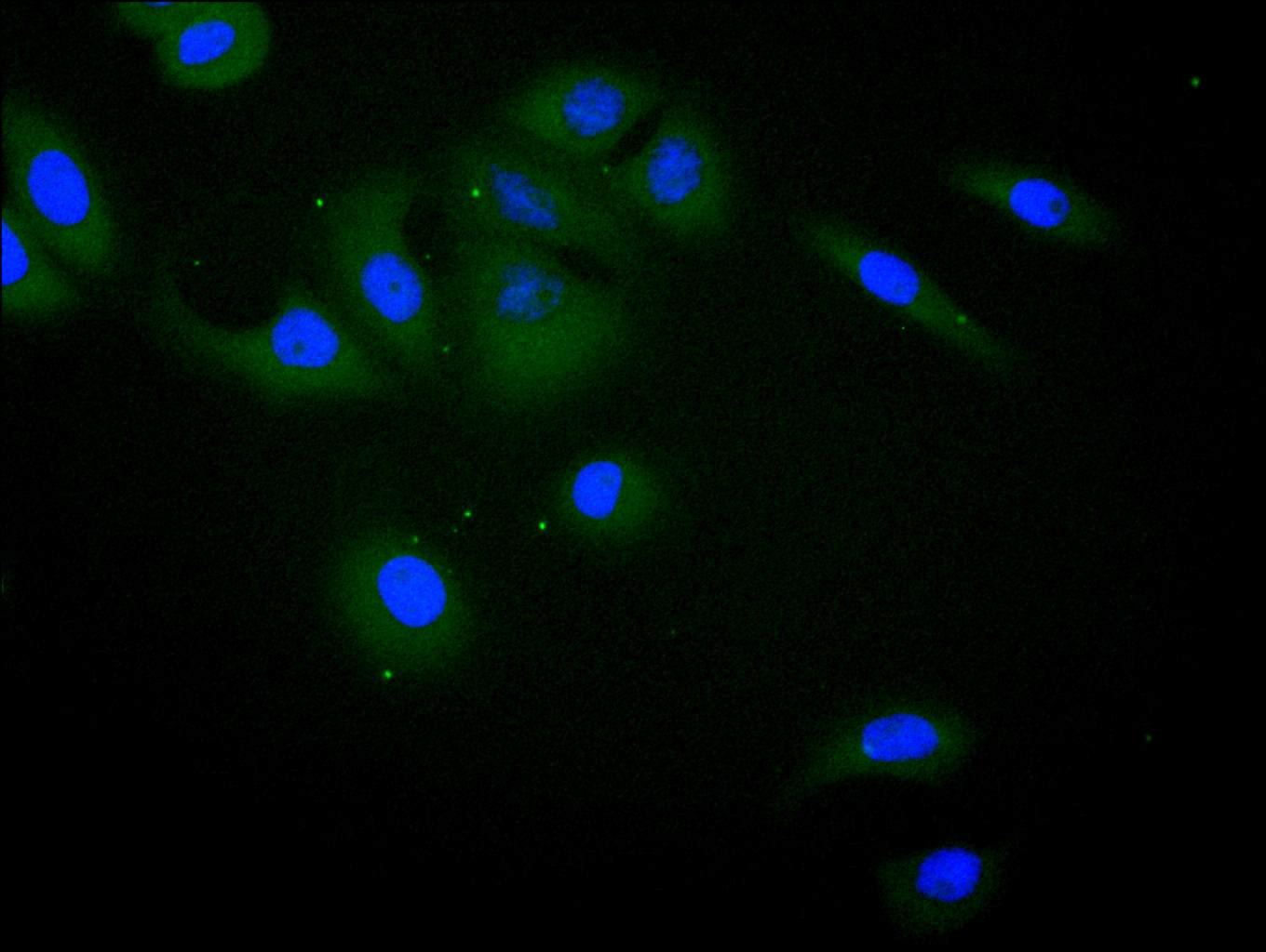 Immunofluorescence staining of A549 cell with CSB-RA011593MA1HU at 1:100, counter-stained with DAPI. The cells were fixed in 4% formaldehyde and blocked in 10% normal Goat Serum. The cells were then incubated with the antibody overnight at 4C. The secondary antibody was FITC-conjugated AffiniPure Goat Anti-Human IgG(H+L).