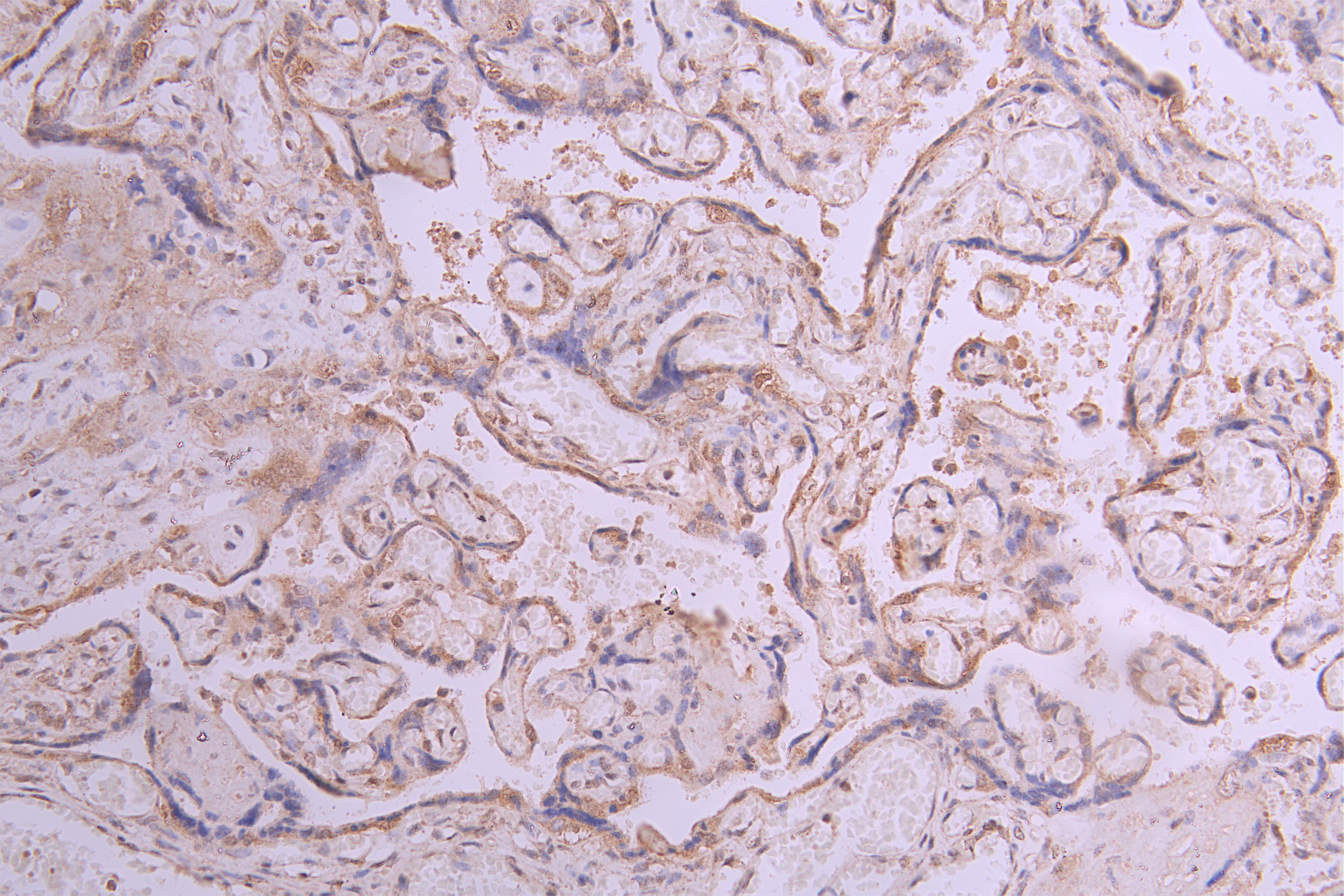 IHC image of CSB-RA011868MA1HU diluted at 1:50 and staining in paraffin-embedded human placenta tissue performed on a Leica BondTM system. After dewaxing and hydration, antigen retrieval was mediated by high pressure in a citrate buffer (pH 6.0). Section was blocked with 10% normal goat serum 30min at RT. Then primary antibody (1% BSA) was incubated at 4°C overnight. The primary is detected by a Goat anti-human polymer IgG labeled by HRP and visualized using 0.05% DAB.