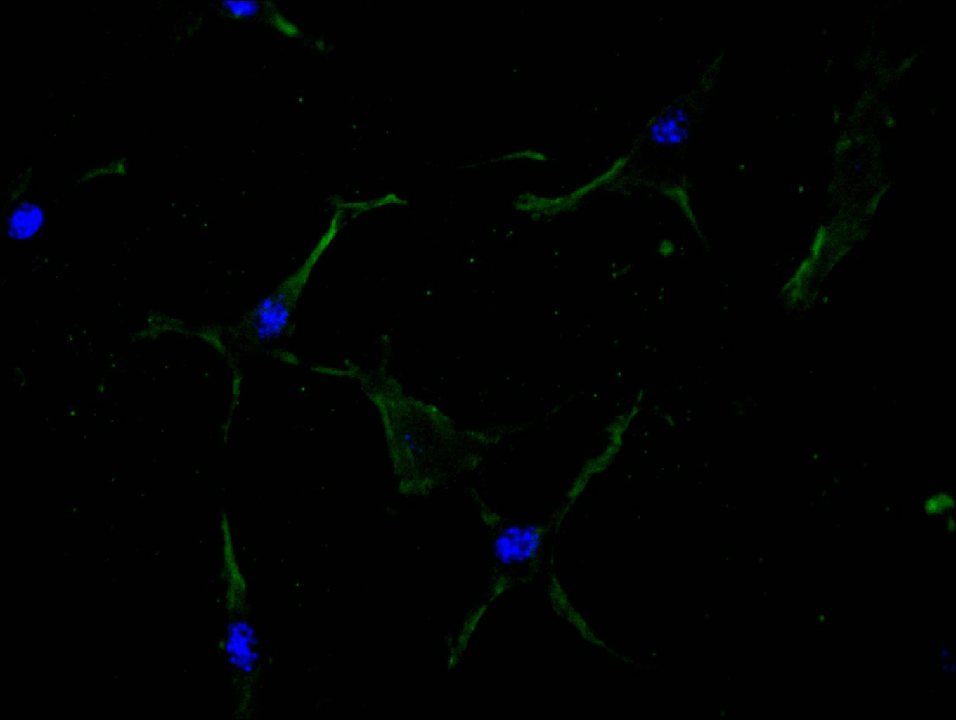 Immunofluorescence staining of NIH/3T3 cell with CSB-RA011877MA1HU at 1:100, counter-stained with DAPI. The cells were fixed in 4% formaldehyde and blocked in 10% normal Goat Serum. The cells were then incubated with the antibody overnight at 4C. The secondary antibody was FITC-conjugated AffiniPure Goat Anti-Mouse IgG(H+L).