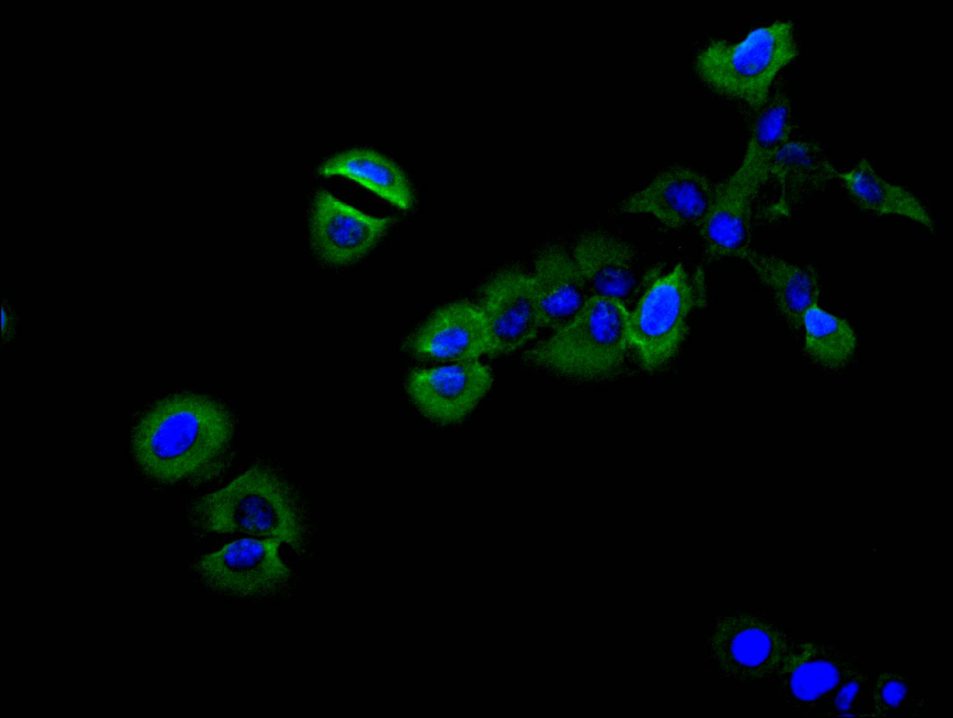 Immunofluorescence staining of SH-SY5Y cell with CSB-RA013714MA1HU at 1:30, counter-stained with DAPI. The cells were fixed in 4% formaldehyde and blocked in 10% normal Goat Serum. The cells were then incubated with the antibody overnight at 4C. The secondary antibody was FITC-conjugated AffiniPure Goat Anti-Mouse IgG(H+L).