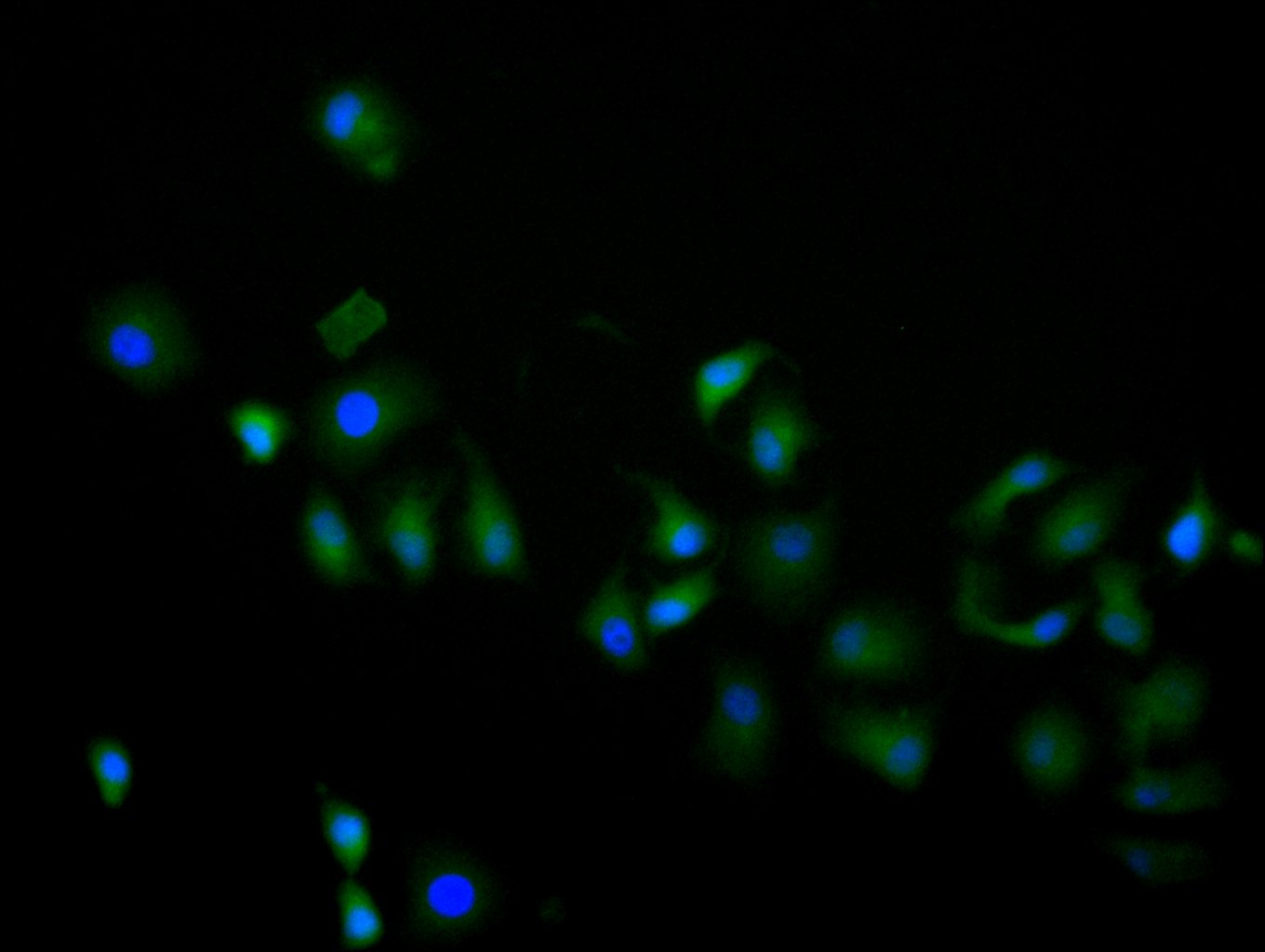 Immunofluorescence staining of hela cell with CSB-RA013826MA1HU at 1:60, counter-stained with DAPI. The cells were fixed in 4% formaldehyde and blocked in 10% normal Goat Serum. The cells were then incubated with the antibody overnight at 4C. The secondary antibody was FITC-conjugated AffiniPure Goat Anti-Human IgG(H+L).