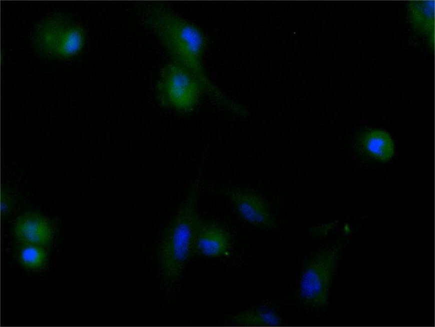 Immunofluorescence staining of U251 cell with CSB-RA013826MA1HU at 1:60, counter-stained with DAPI. The cells were fixed in 4% formaldehyde and blocked in 10% normal Goat Serum. The cells were then incubated with the antibody overnight at 4C. The secondary antibody was FITC-conjugated AffiniPure Goat Anti-Human IgG(H+L).