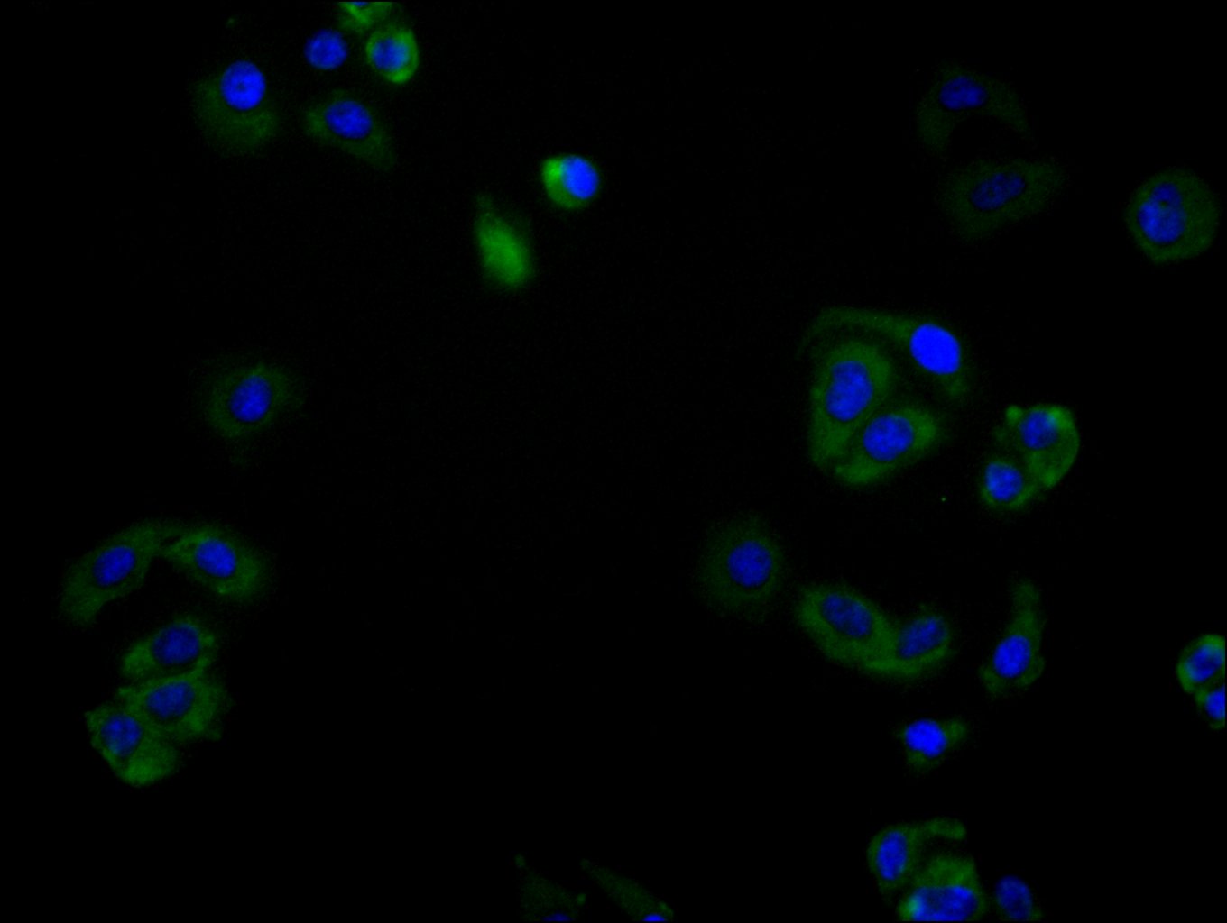 Immunofluorescence staining of Hela cell with CSB-RA020888MA1HU at 1:80, counter-stained with DAPI. The cells were fixed in 4% formaldehyde and blocked in 10% normal Goat Serum. The cells were then incubated with the antibody overnight at 4C. The secondary antibody was FITC-conjugated AffiniPure Goat Anti-Human IgG(H+L).