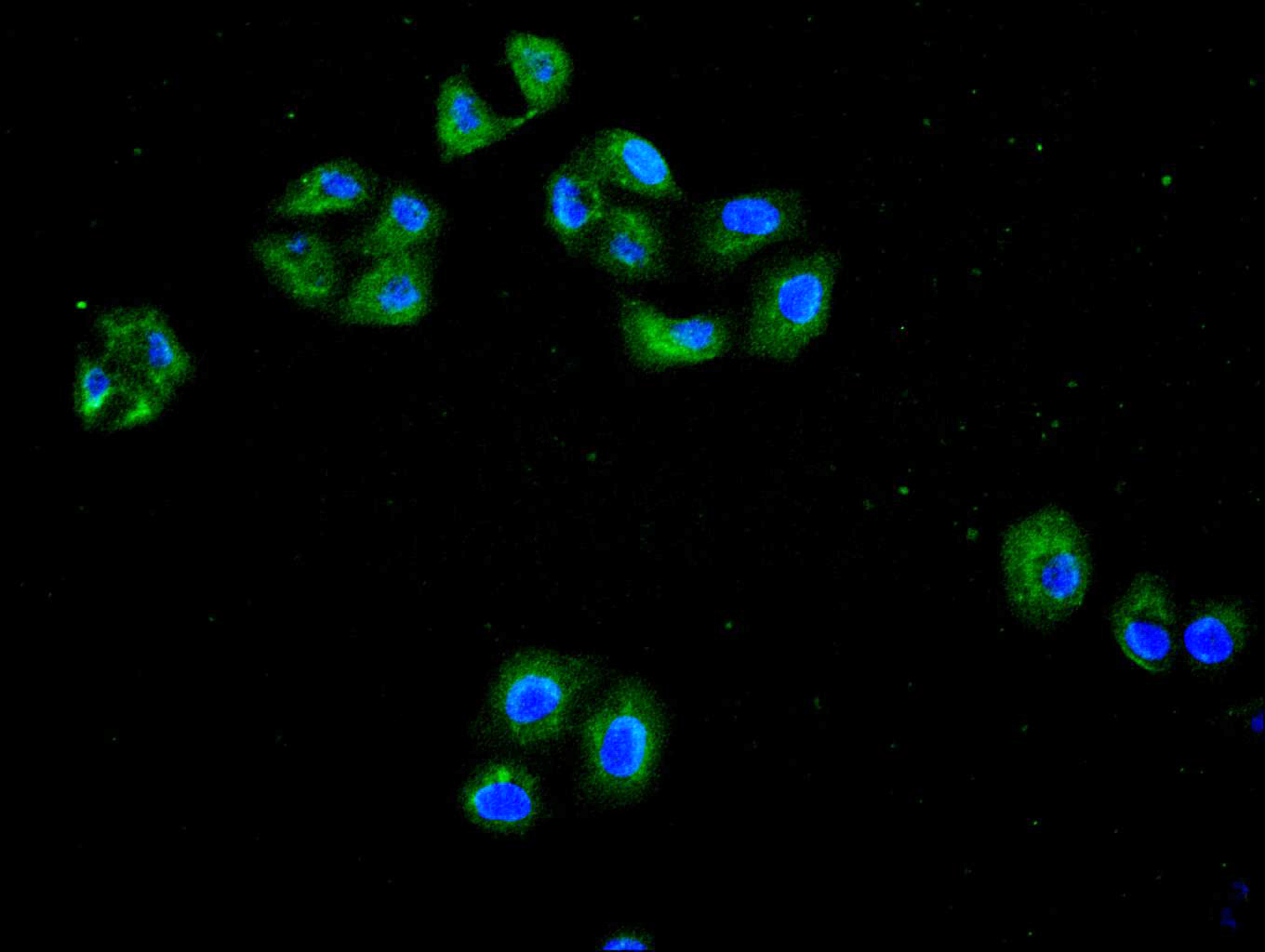 Immunofluorescence staining of Hela cell with CSB-RA023024MA1HU at 1:200, counter-stained with DAPI. The cells were fixed in 4% formaldehyde and blocked in 10% normal Goat Serum. The cells were then incubated with the antibody overnight at 4C. The secondary antibody was FITC-conjugated AffiniPure Goat Anti-Mouse IgG(H+L).