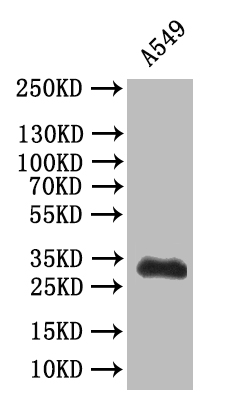 Western Blot Positive WB detected in: A549 whole cell lysatee All lanes: SYP antibody at 1:500 Secondary Goat polyclonal to mouse IgG at 1/50000 dilution Predicted band size: 34 kDa Observed band size: 34 kDa