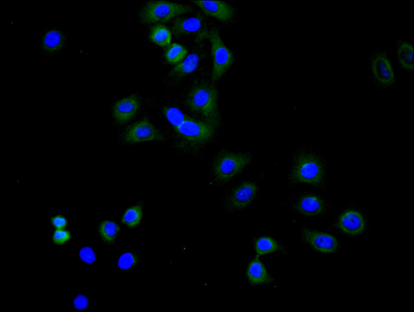 Immunofluorescence staining of Hela cell with CSB-RA023965MA1HU at 1:50, counter-stained with DAPI. The cells were fixed in 4% formaldehyde and blocked in 10% normal Goat Serum. The cells were then incubated with the antibody overnight at 4C. The secondary antibody was FITC-conjugated AffiniPure Goat Anti-Human IgG(H+L).