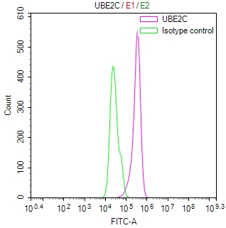 Overlay Peak curve showing Hela cells stained with CSB-RA025440MA1HU (red line) at 1:100. Then 10% normal goat serum was Incubated to block non-specific protein-protein interactions followed by the antibody (1microg/1*106cells) for 45 min at 4°C. The secondary antibody used was FITC-conjugated Goat Anti-Mouse IgG(H+L) at 1/200 dilution for 35 min at 4°C. Isotype control antibody (green line) was mouse IgG1 (1microg/1*106cells) used under the same conditions. Acquisition of >10,000 events was performed.