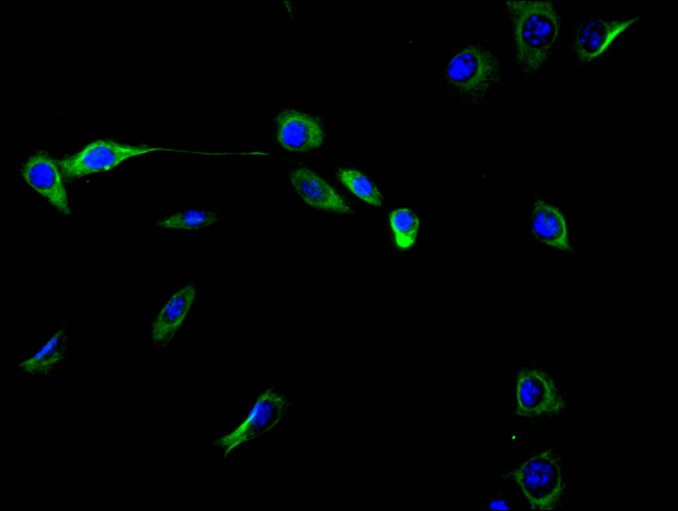 Immunofluorescence staining of NIH/3T3 cell with CSB-RA025857MA1HU at 1:40, counter-stained with DAPI. The cells were fixed in 4% formaldehyde and blocked in 10% normal Goat Serum. The cells were then incubated with the antibody overnight at 4C. The secondary antibody was FITC-conjugated AffiniPure Goat Anti-Rabbit IgG(H+L).