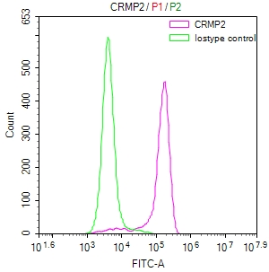 Overlay Peak curve showing SH-SY5Y cells stained with CSB-RA029079A0HU (red line) at 1:50. The cells were fixed in 4% formaldehyde and permeated by 0.2% TritonX-100. Then 10% normal goat serum to block non-specific protein-protein interactions followed by the antibody (1microg/1*106cells) for 45min at 4°C. The secondary antibody used was FITC-conjugated Goat Anti-rabbit IgG(H+L) at 1:200 dilution for 35min at 4°C.Control antibody (green line) was rabbit IgG (1microg/1*106cells) used under the same conditions. Acquisition of >10,000 events was performed.