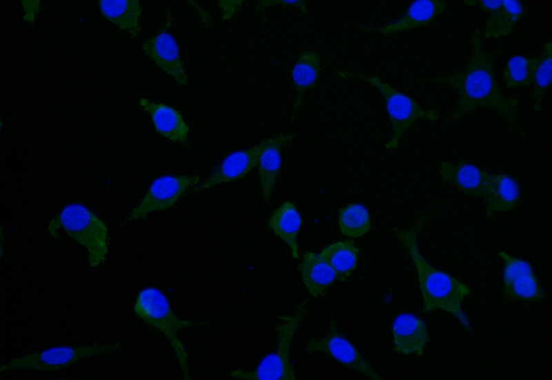 Immunofluorescence staining of SH-SY5Y with CSB-RA029079A0HU at 1:25, counter-stained with DAPI. The cells were fixed in 4% formaldehyde and blocked in 10% normal Goat Serum. The cells were then incubated with the antibody overnight at 4°C. The secondary antibody was Alexa Fluor 506-congugated AffiniPure Goat Anti-Rabbit IgG(H+L).