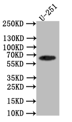 Western Blot Positive WB detected in: U251 whole cell lysate All lanes: EAAT2 antibody at 1:1000 Secondary Goat polyclonal to rabbit IgG at 1/50000 dilution Predicted band size: 62 kDa Observed band size: 62 kDa