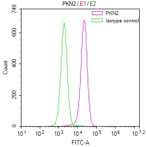 Overlay Peak curve showing HepG2 cells stained with CSB-RA056240A0HU (red line) at 1:50. The cells were fixed in 4% formaldehyde and permeated by 0.2% TritonX-100. Then 10% normal goat serum to block non-specific protein-protein interactions followed by the antibody (1microg/1*106cells) for 45min at 4°C. The secondary antibody used was FITC-conjugated Goat Anti-rabbit IgG(H+L) at 1:200 dilution for 35min at 4°C.Control antibody (green line) was rabbit IgG (1microg/1*106cells) used under the same conditions. Acquisition of >10,000 events was performed.