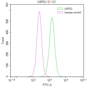 Overlay Peak curve showing Hela cells stained with CSB-RA067358A0HU (red line) at 1:50. The cells were fixed in 4% formaldehyde and permeated by 0.2% TritonX-100. Then 10% normal goat serum to block non-specific protein-protein interactions followed by the antibody (1microg/1*106cells) for 45min at 4°C. The secondary antibody used was FITC-conjugated Goat Anti-rabbit IgG(H+L) at 1:200 dilution for 35min at 4°C.Control antibody (green line) was rabbit IgG (1microg/1*106cells) used under the same conditions. Acquisition of >10,000 events was performed.