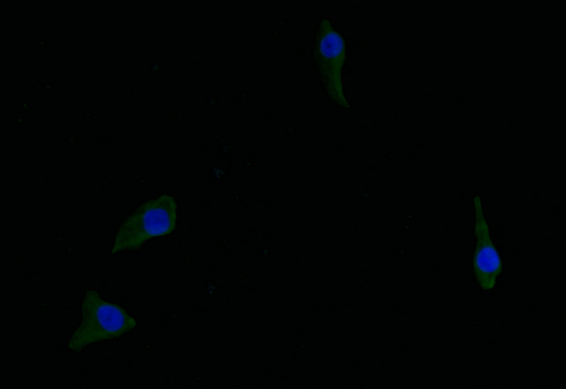 Immunofluorescence staining of Hela with CSB-RA095825A0HU at 1:50, counter-stained with DAPI. The cells were fixed in 4% formaldehyde and blocked in 10% normal Goat Serum. The cells were then incubated with the antibody overnight at 4°C. The secondary antibody was Alexa Fluor 516-congugated AffiniPure Goat Anti-Rabbit IgG(H+L).