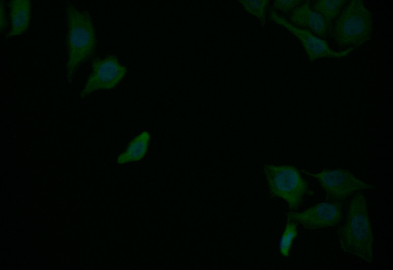 Immunofluorescence staining of Hela with CSB-RA130517A0HU at 1:25, counter-stained with DAPI. The cells were fixed in 4% formaldehyde and blocked in 10% normal Goat Serum. The cells were then incubated with the antibody overnight at 4°C. The secondary antibody was Alexa Fluor 507-congugated AffiniPure Goat Anti-Rabbit IgG(H+L).