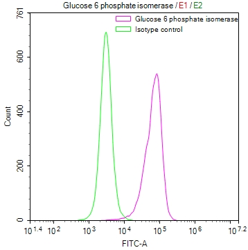 Overlay Peak curve showing A549 cells stained with CSB-RA130853A0HU (red line) at 1:50. The cells were fixed in 4% formaldehyde and permeated by 0.2% TritonX-100. Then 10% normal goat serum to block non-specific protein-protein interactions followed by the antibody (1microg/1*106cells) for 45min at 4°C. The secondary antibody used was FITC-conjugated Goat Anti-rabbit IgG(H+L) at 1:200 dilution for 35min at 4°C.Control antibody (green line) was rabbit IgG (1microg/1*106cells) used under the same conditions. Acquisition of >10,000 events was performed.