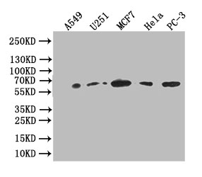 Western Blot Positive WB detected in: A549 whole cell lysate, U251 whole cell lysate,MCF7 whole cell lysate,HELA whole cell lysate,PC-3 whole cell lysate All lanes: Glucose 6 phosphate isomerase antibody at 1:1000 Secondary Goat polyclonal to rabbit IgG at 1/50000 dilution Predicted band size: 63 kDa Observed band size: 63 kDa