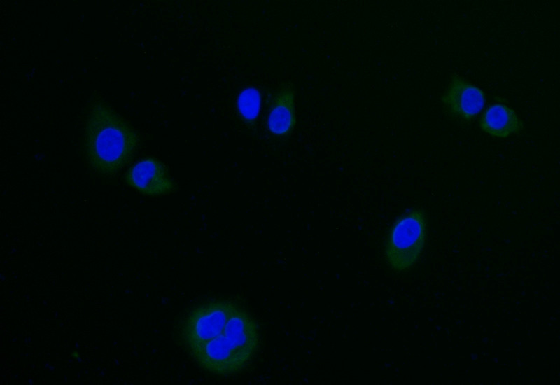 Immunofluorescence staining of hela with CSB-RA156336A0HU at 1:20, counter-stained with DAPI. The cells were fixed in 4% formaldehyde and blocked in 10% normal Goat Serum. The cells were then incubated with the antibody overnight at 4°C. The secondary antibody was Alexa Fluor 500-congugated AffiniPure Goat Anti-Rabbit IgG(H+L).