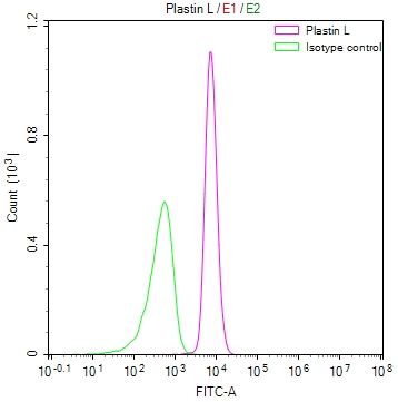 Overlay Peak curve showing RAJI cells stained with CSB-RA188599A0HU (red line) at 1:50. The cells were fixed in 4% formaldehyde and permeated by 0.2% TritonX-100. Then 10% normal goat serum to block non-specific protein-protein interactions followed by the antibody (1microg/1*106cells) for 45min at 4°C. The secondary antibody used was FITC-conjugated Goat Anti-rabbit IgG(H+L) at 1:200 dilution for 35min at 4°C.Control antibody (green line) was rabbit IgG (1microg/1*106cells) used under the same conditions. Acquisition of >10,000 events was performed.