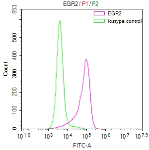 Overlay Peak curve showing SH-SY5Y cells stained with CSB-RA196762A0HU (red line) at 1:50. The cells were fixed in 4% formaldehyde and permeated by 0.2% TritonX-100. Then 10% normal goat serum to block non-specific protein-protein interactions followed by the antibody (1microg/1*106cells) for 45min at 4°C. The secondary antibody used was FITC-conjugated Goat Anti-rabbit IgG(H+L) at 1:200 dilution for 35min at 4°C.Control antibody (green line) was rabbit IgG (1microg/1*106cells) used under the same conditions. Acquisition of >10,000 events was performed.