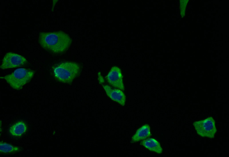 Immunofluorescence staining of Hela with CSB-RA197122A0HU at 1:5, counter-stained with DAPI. The cells were fixed in 4% formaldehyde and blocked in 10% normal Goat Serum. The cells were then incubated with the antibody overnight at 4°C. The secondary antibody was Alexa Fluor 512-congugated AffiniPure Goat Anti-Rabbit IgG(H+L).