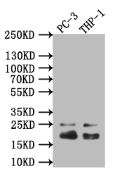 Western Blot Positive WB detected in: THP-1 whole cell lysate All lanes: Caveolin-1 antibody at 1:1000 Secondary Goat polyclonal to rabbit IgG at 1/50000 dilution Predicted band size: 20 kDa Observed band size: 20 kDa