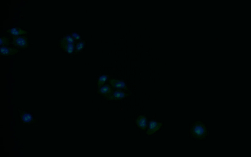 Immunofluorescence staining of Hela with CSB-RA248860A0HU at 1:30, counter-stained with DAPI. The cells were fixed in 4% formaldehyde and blocked in 10% normal Goat Serum. The cells were then incubated with the antibody overnight at 4°C. The secondary antibody was Alexa Fluor 521-congugated AffiniPure Goat Anti-Rabbit IgG(H+L).