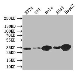 Western Blot Positive WB detected in: HT29 whole cell lysate, U87 whole cell lysate,Hela whole cell lysate,A549 whole cell lysate,HEPG2 whole cell lysate All lanes: Syntenin antibody at 1:1000 Secondary Goat polyclonal to rabbit IgG at 1/50000 dilution Predicted band size: 32 kDa Observed band size: 32 kDa