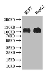 Western Blot Positive WB detected in: MCF7 whole cell lysate, HEPG2 whole cell lysate All lanes: BACH1/BRIP1 antibody at 1:1000 Secondary Goat polyclonal to rabbit IgG at 1/50000 dilution Predicted band size: 105 kDa Observed band size: 105 kDa