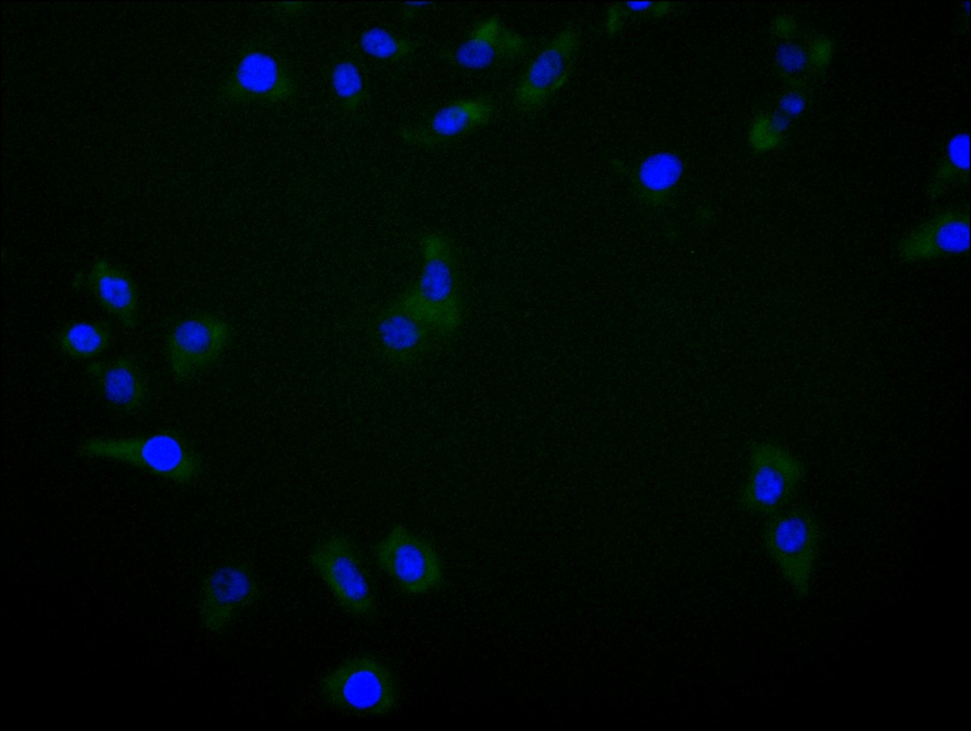 Immunofluorescence staining of Hela cell with CSB-RA326981MA1HU at 1:30, counter-stained with DAPI. The cells were fixed in 4% formaldehyde and blocked in 10% normal Goat Serum. The cells were then incubated with the antibody overnight at 4C. The secondary antibody was FITC-conjugated AffiniPure Goat Anti-Human IgG(H+L).