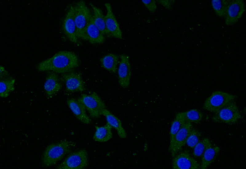 Immunofluorescence staining of HepG2 with CSB-RA438622A0HU at 1:25, counter-stained with DAPI. The cells were fixed in 4% formaldehyde and blocked in 10% normal Goat Serum. The cells were then incubated with the antibody overnight at 4°C. The secondary antibody was Alexa Fluor 495-congugated AffiniPure Goat Anti-Rabbit IgG(H+L).