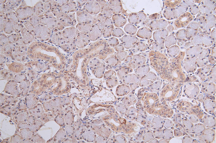 IHC image of CSB-RA442393A0HU diluted at 1:50 and staining in paraffin-embedded human salivary gland tissue performed on a Leica BondTM system. After dewaxing and hydration, antigen retrieval was mediated by high pressure in a citrate buffer (pH 6.0). Section was blocked with 10% normal goat serum 30min at RT. Then primary antibody (1% BSA) was incubated at 4°C overnight. The primary is detected by a Goat anti-rabbit polymer IgG labeled by HRP and visualized using 0.46% DAB.