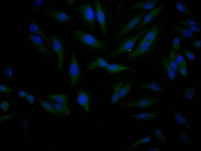 Immunofluorescence staining of Hela Cells with CSB-RA556800A0HU at 1:50, counter-stained with DAPI. The cells were fixed in 4% formaldehyde, permeated by 0.2% TritonX-100, and blocked in 10% normal Goat Serum. The cells were then incubated with the antibody overnight at 4°C. Nuclear DNA was labeled in blue with DAPI. The secondary antibody was FITC-conjugated AffiniPure Goat Anti-Rabbit IgG (H+L).