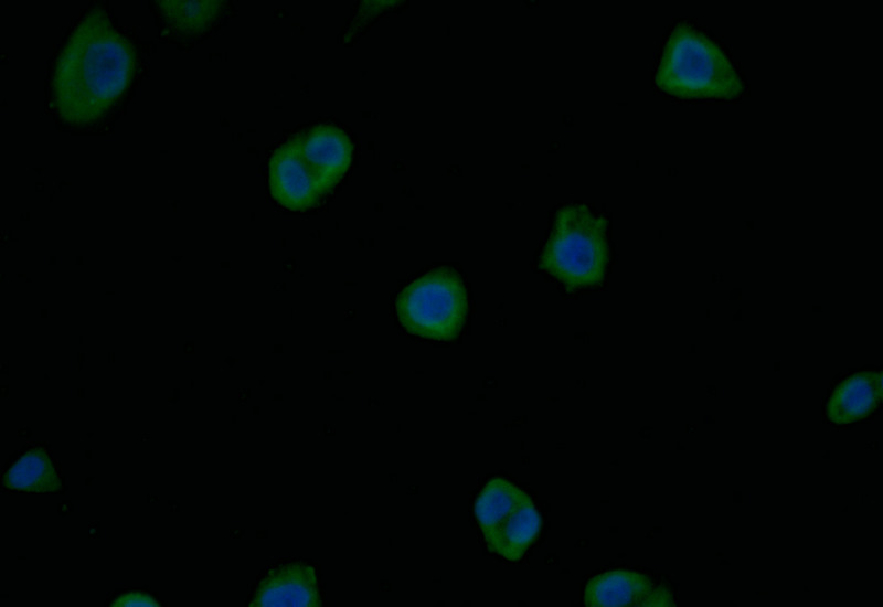 Immunofluorescence staining of PC-3 with CSB-RA566133A0HU at 1:15, counter-stained with DAPI. The cells were fixed in 4% formaldehyde and blocked in 10% normal Goat Serum. The cells were then incubated with the antibody overnight at 4°C. The secondary antibody was Alexa Fluor 496-congugated AffiniPure Goat Anti-Rabbit IgG(H+L).