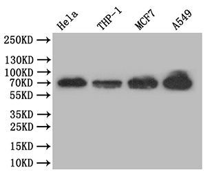 Western Blot Positive WB detected in: Hela whole cell lysate, THP-1 whole cell lysate, MCF7 whole cell lysate, A549 whole cell lysate All lanes: NF-kB p65 antibody at 1:500 Secondary Goat polyclonal to rabbit IgG at 1/50000 dilution Predicted band size: 70 kDa Observed band size: 70 kDa