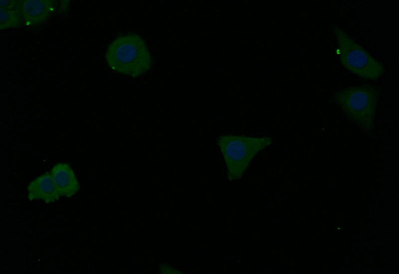 Immunofluorescence staining of HepG2 with CSB-RA574579A0HU at 1:10, counter-stained with DAPI. The cells were fixed in 4% formaldehyde and blocked in 10% normal Goat Serum. The cells were then incubated with the antibody overnight at 4°C. The secondary antibody was Alexa Fluor 497-congugated AffiniPure Goat Anti-Rabbit IgG(H+L).