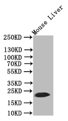 Western Blot Positive WB detected in: Mouse Liver tissue lysate All lanes:Ferritin antibody at 1:500 Secondary Goat polyclonal to rabbit IgG at 1/50000 dilution Predicted band size: 21 kDa Observed band size: 21 kDa